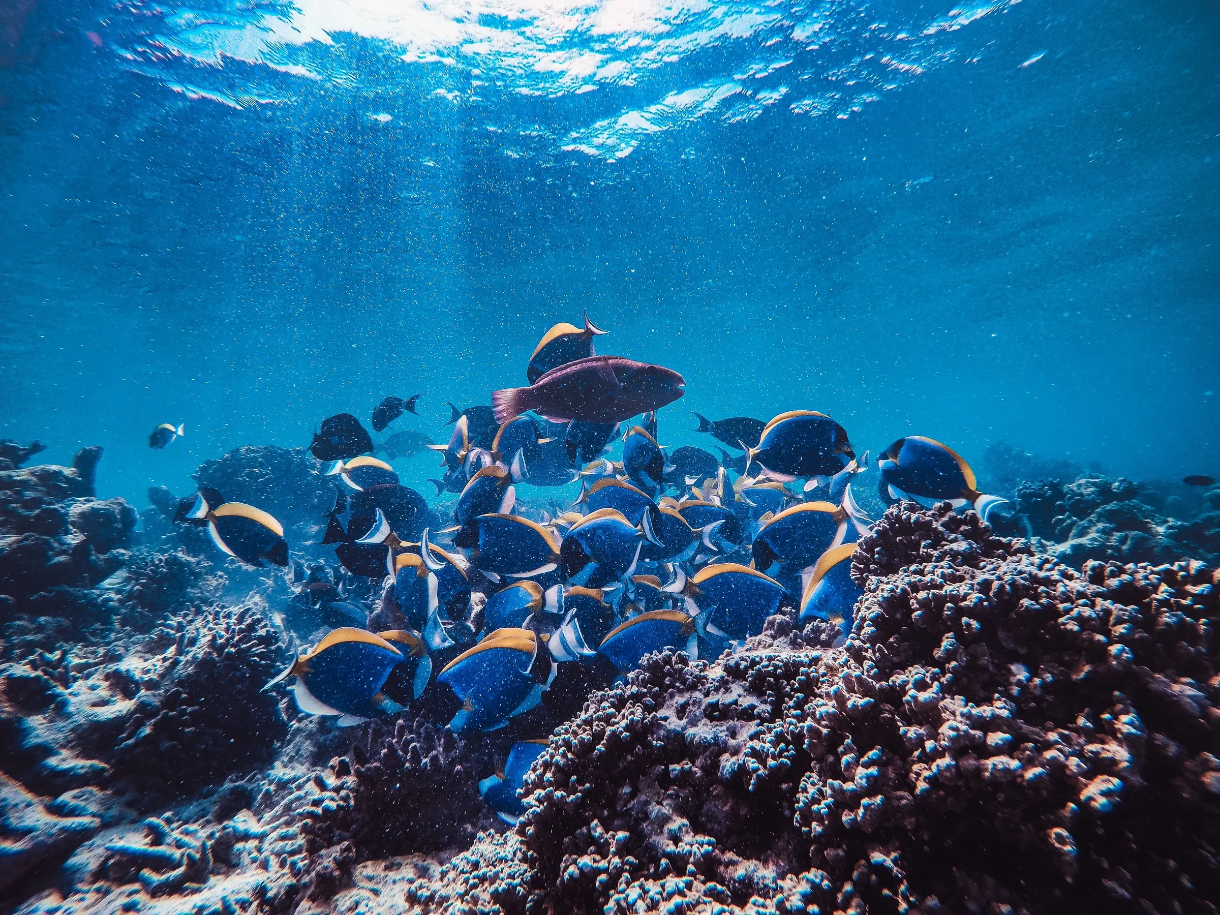 A school of surgeonfish over the reef