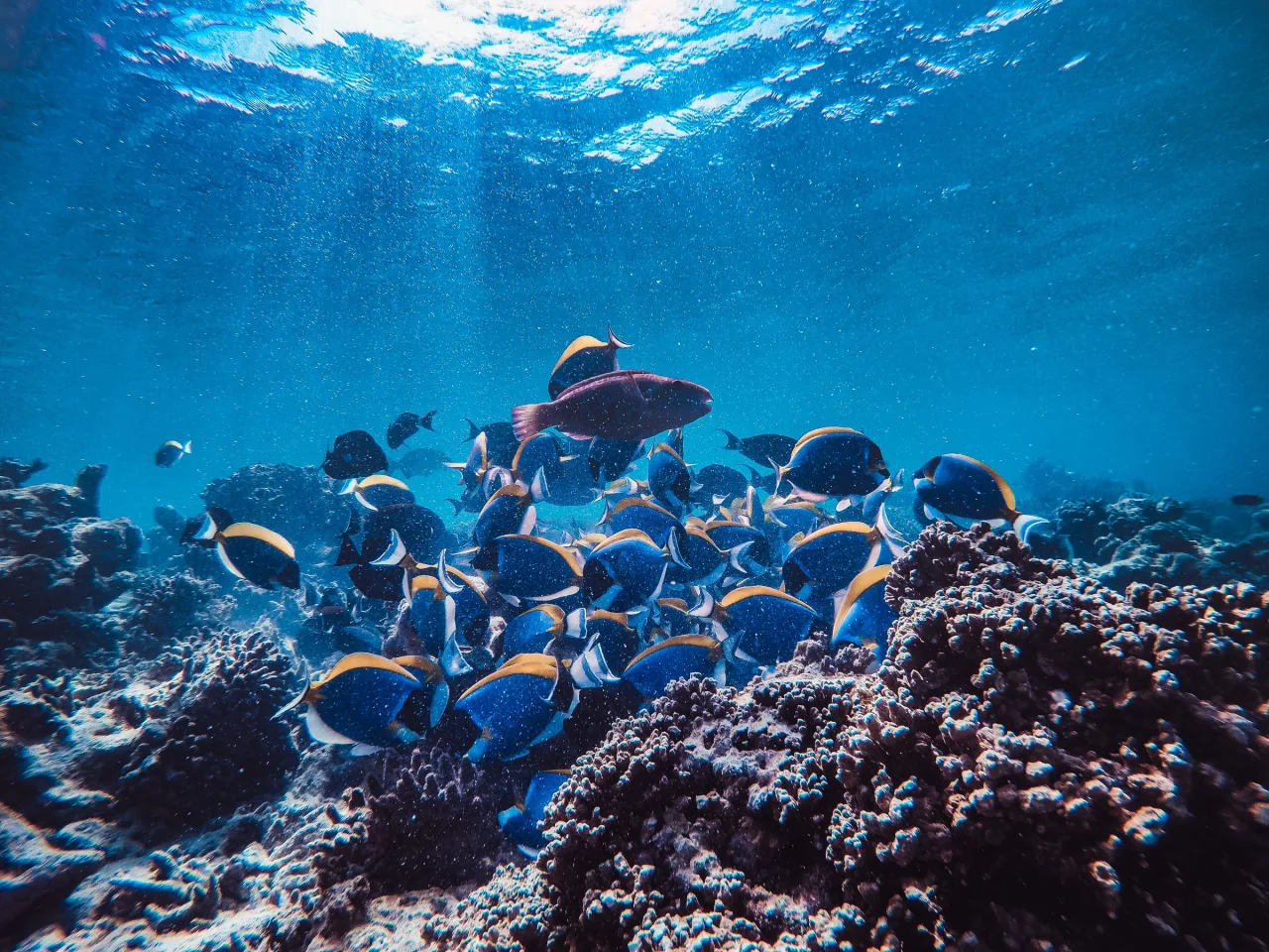 A school of fish over the coral on Horseshoe Reef