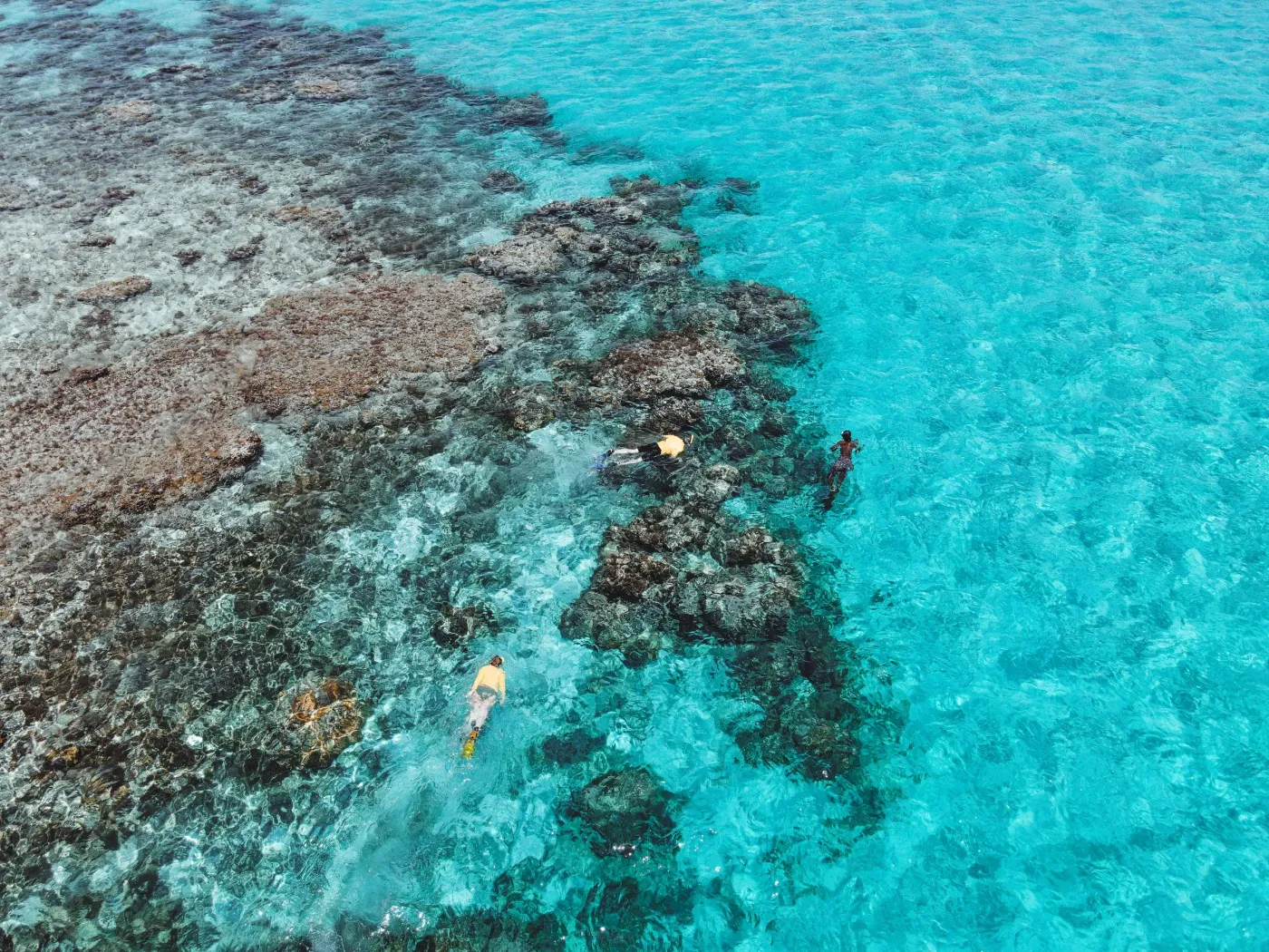 Guests snorkeling over the coral on Horseshoe Reef, seen from above