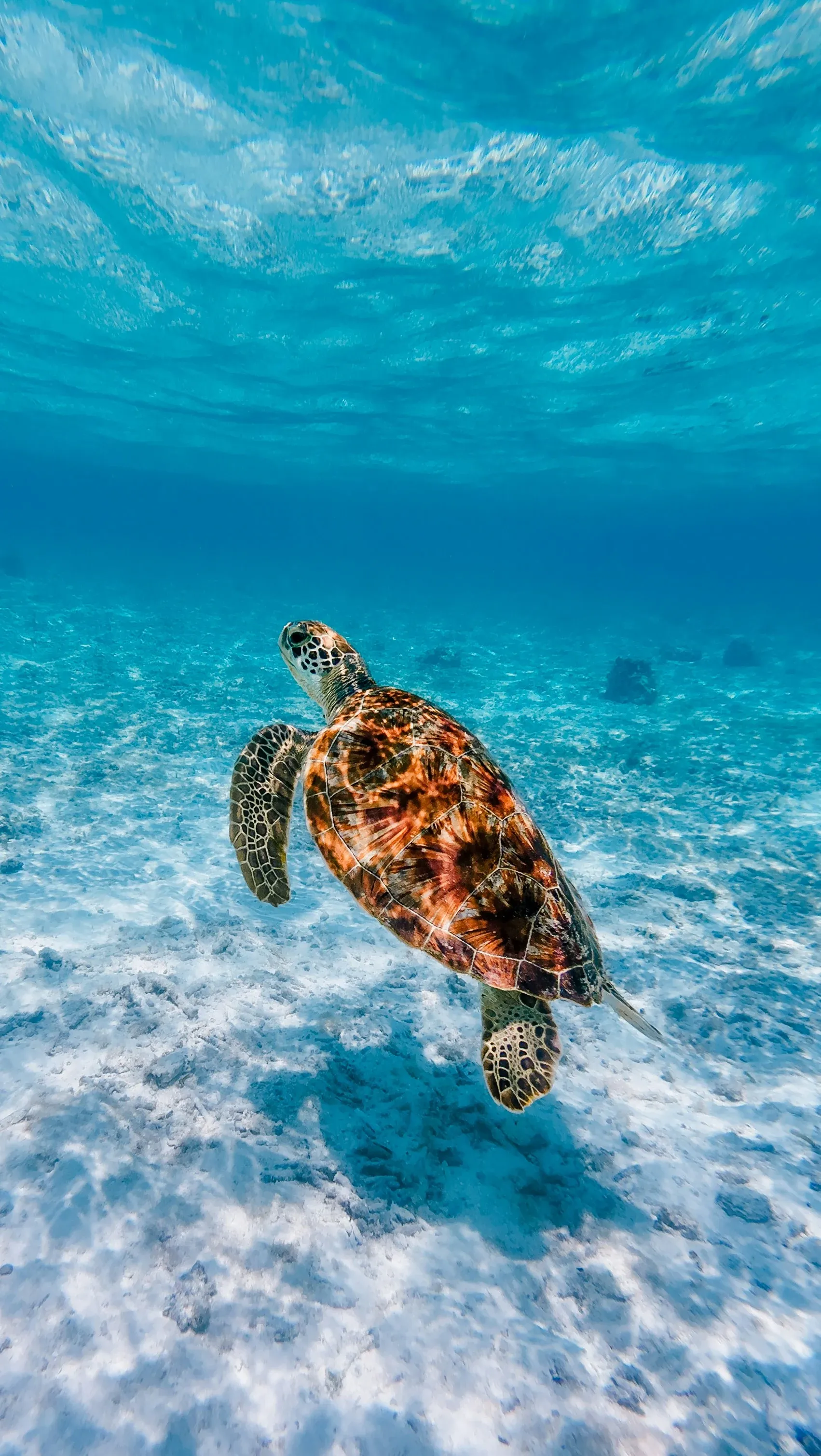 A green turtle swimming over the white sand
